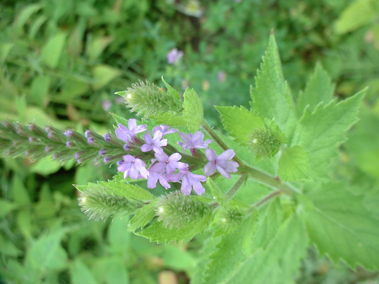 Verbena stricta